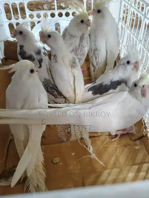 Some Cockatiels for sale
