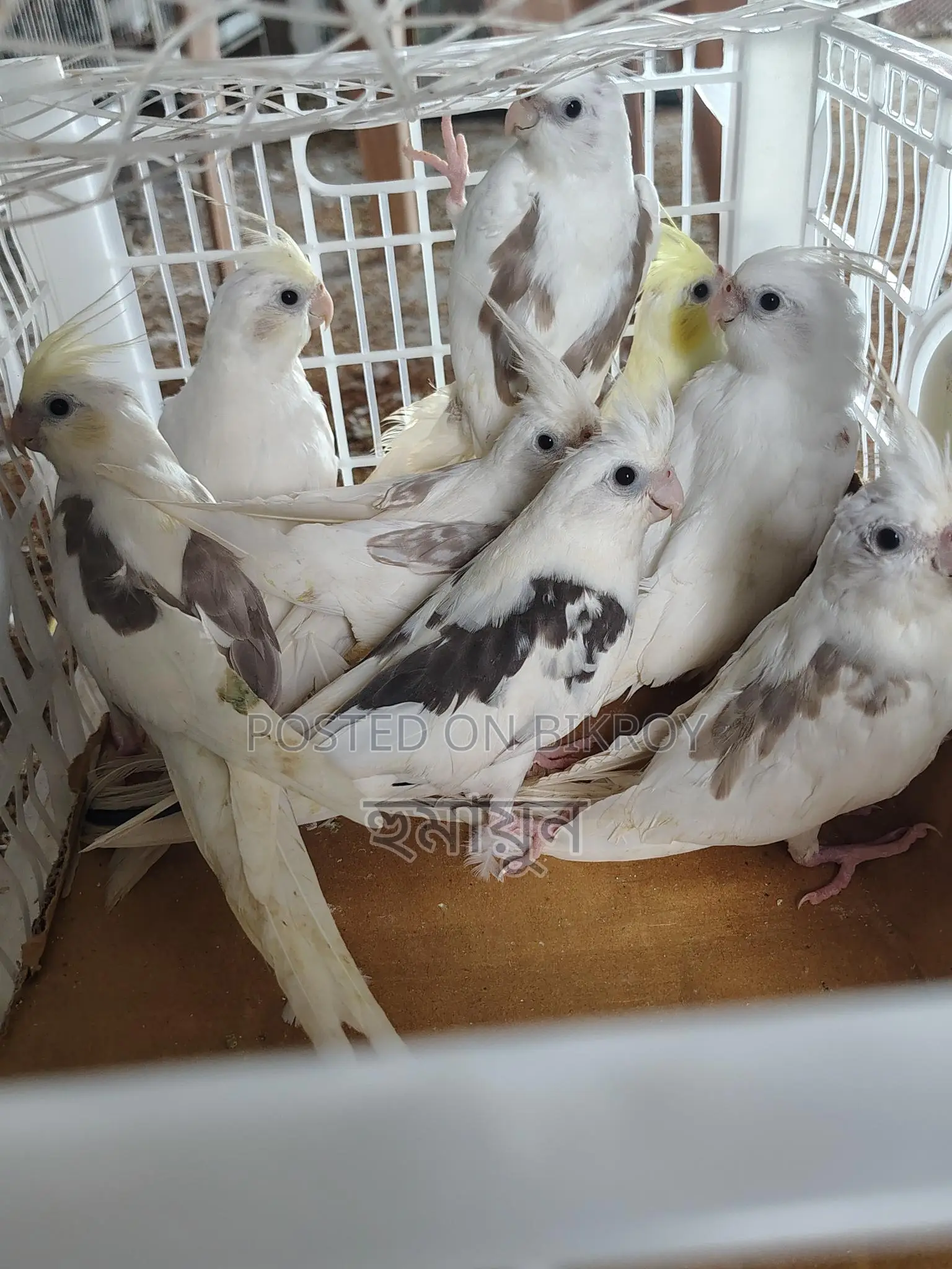 Some Cockatiels for sale