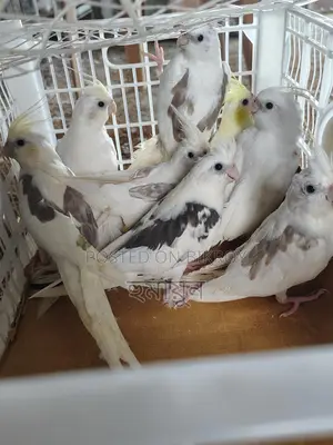 Some Cockatiels for sale