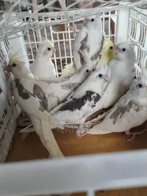 Some Cockatiels for sale