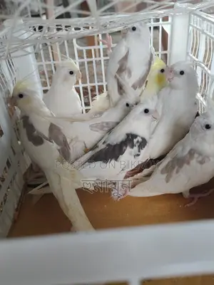 Some Cockatiels for sale