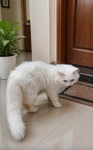 Persian Male Cat for Sale