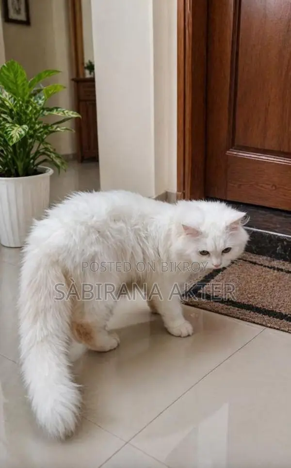 Persian Male Cat for Sale