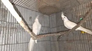 Albino Cockatiel Bird