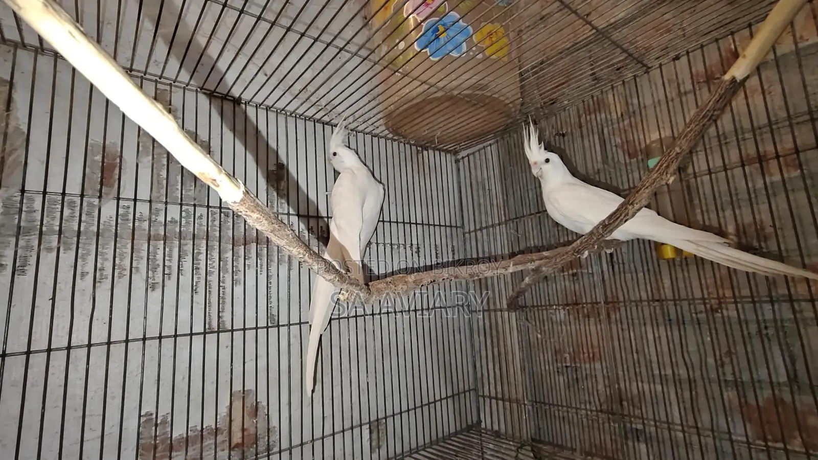 Albino Cockatiel Bird