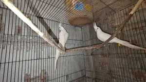 Albino Cockatiel Bird