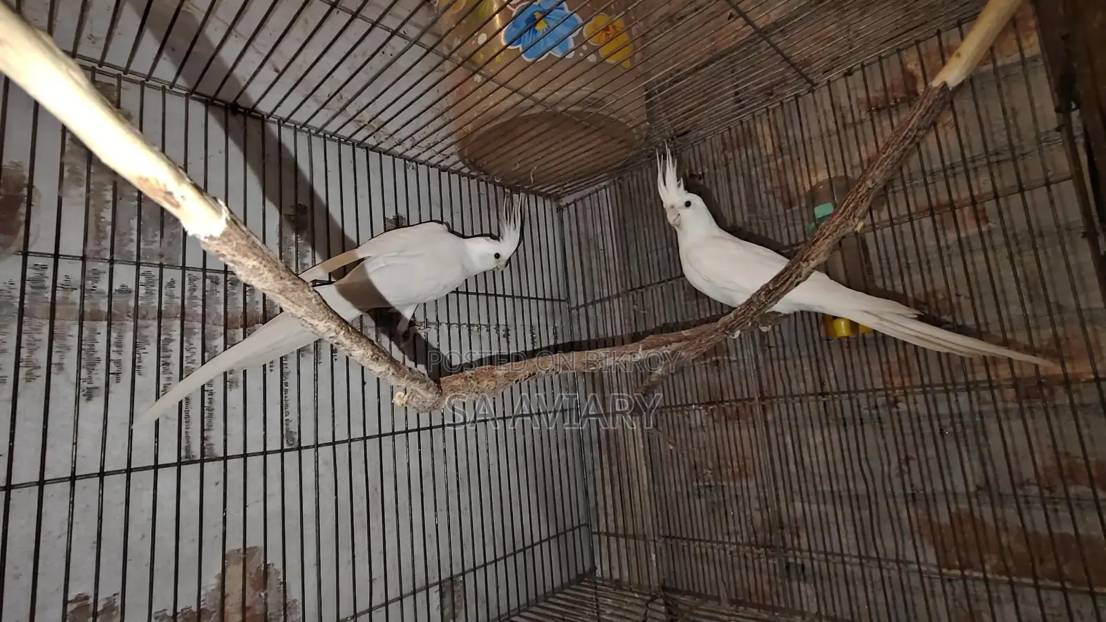 Albino Cockatiel Bird