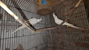 Albino Cockatiel Bird