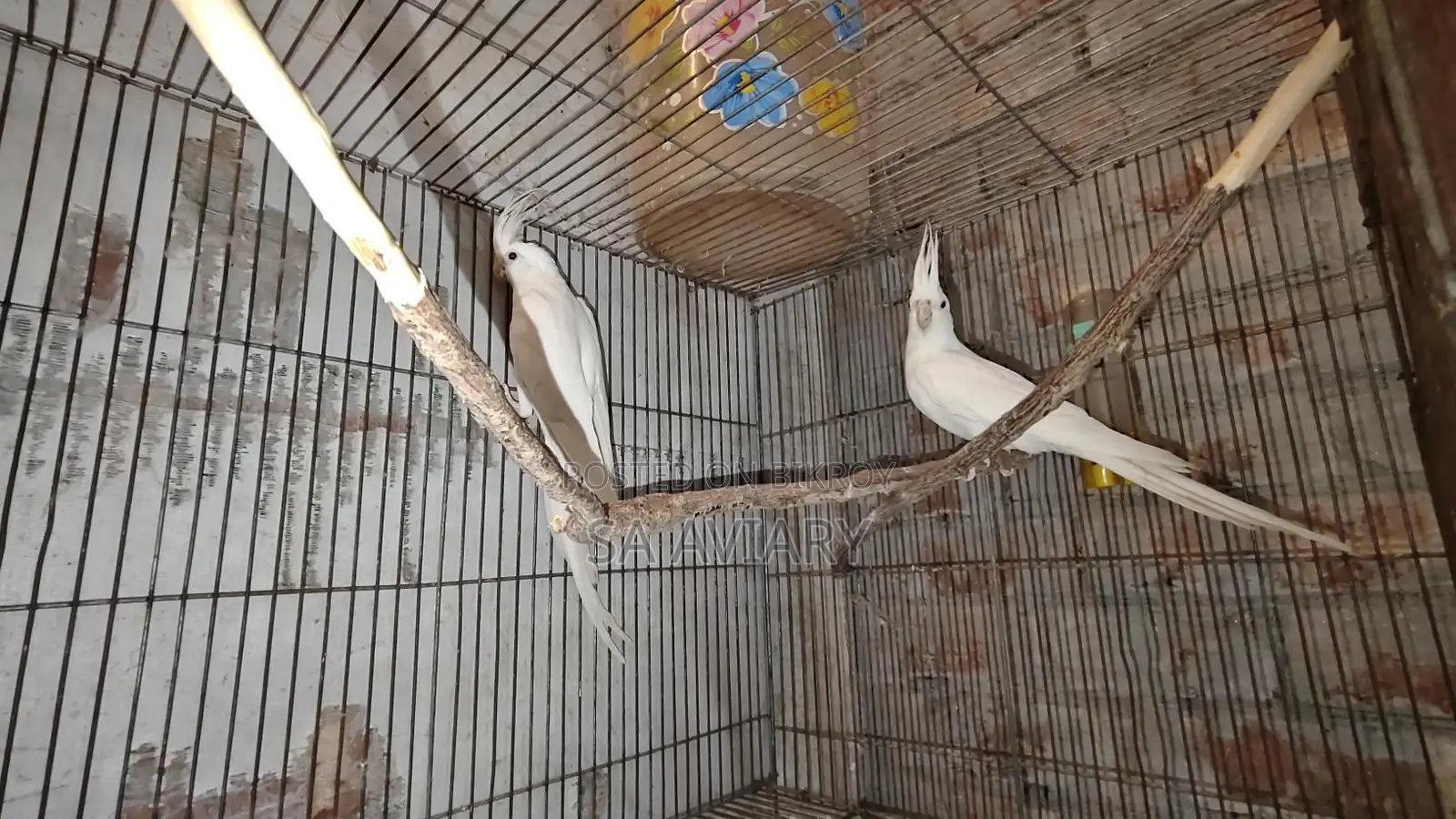 Albino Cockatiel Bird