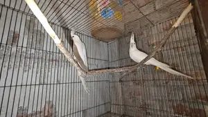 Albino Cockatiel Bird
