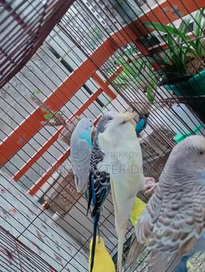 Bird for sale
