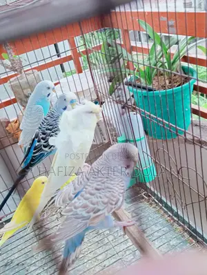 Bird for sale