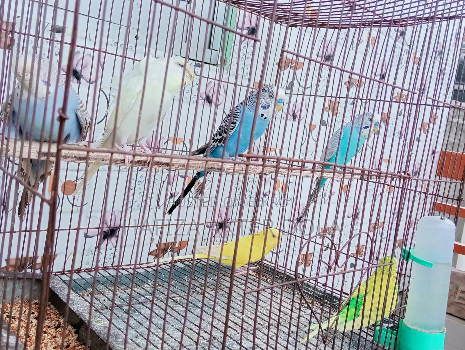 Bird for sale