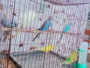 Bird for sale