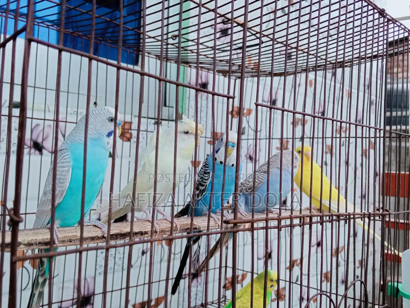 Bird for sale
