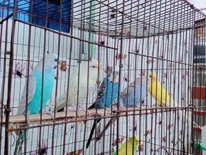 Bird for sale