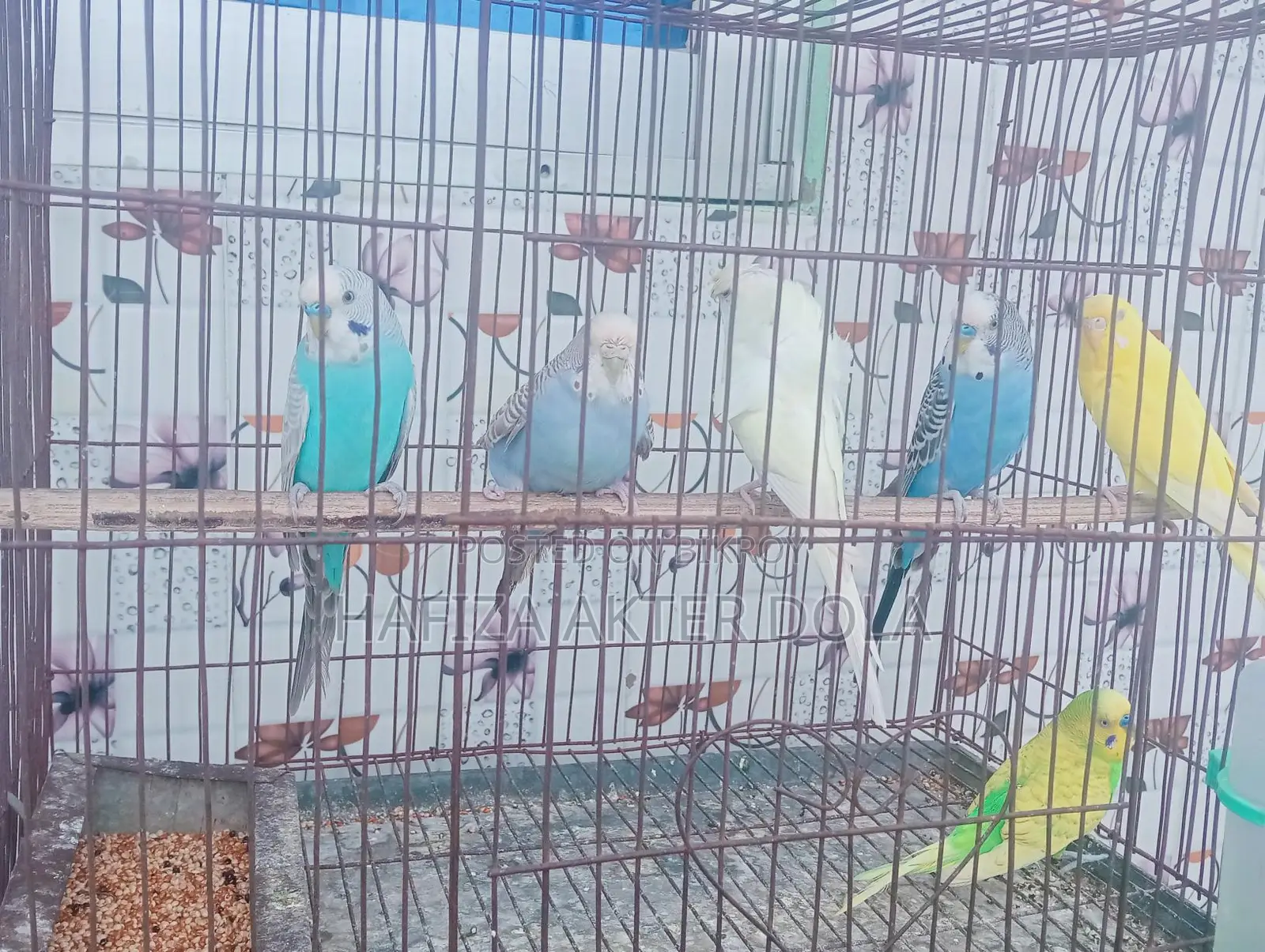 Bird for sale