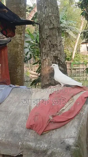 Pigeon for Sale