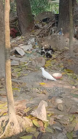Pigeon for Sale