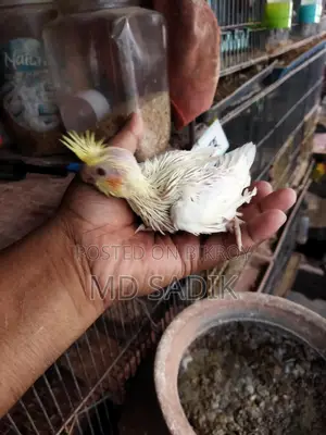Cockatiel Baby