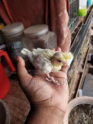 Cockatiel Baby