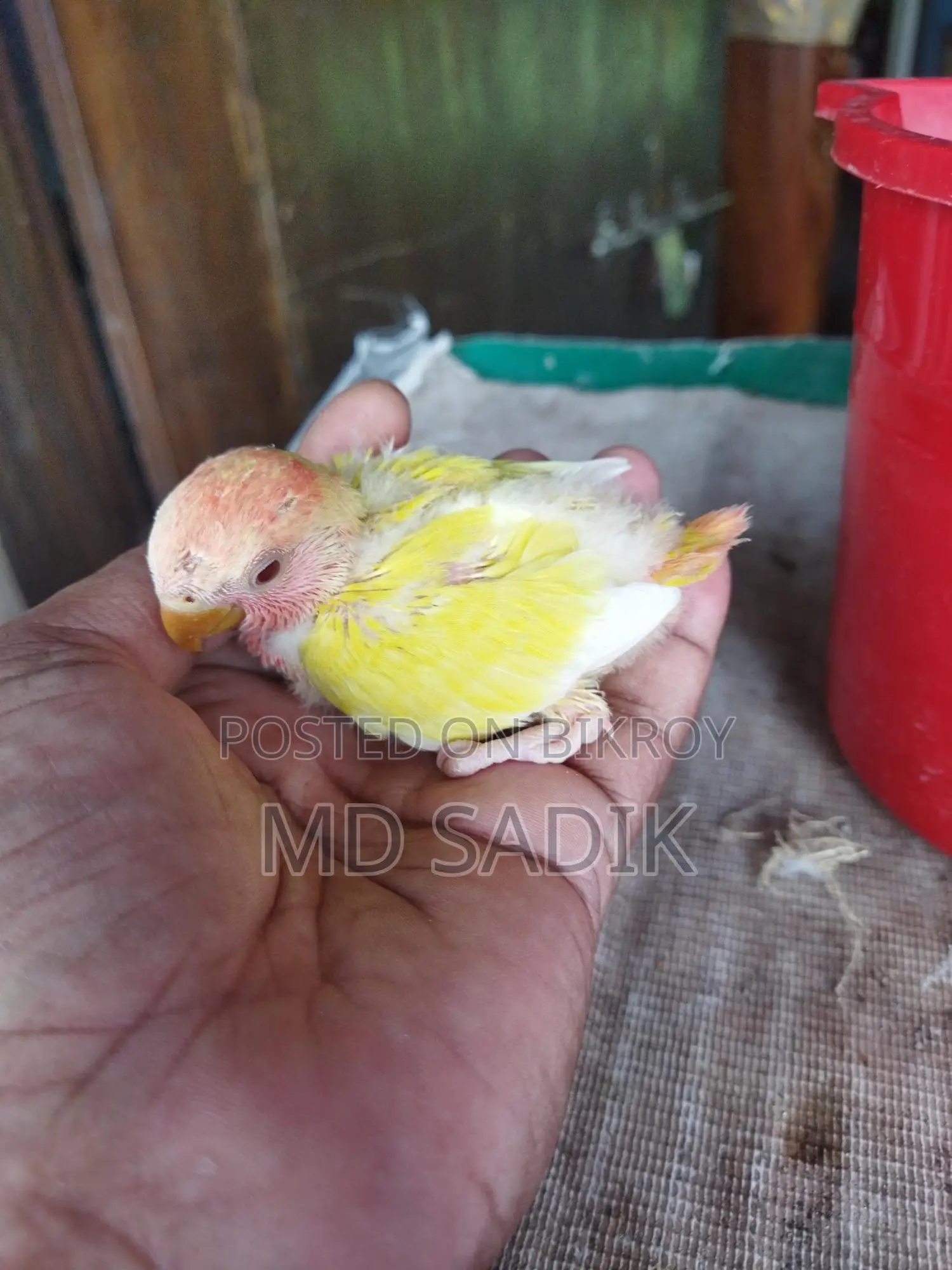 Cockatiel Baby