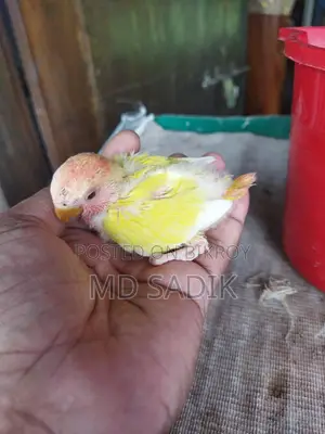 Cockatiel Baby