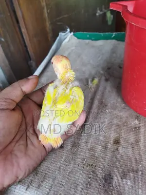Cockatiel Baby