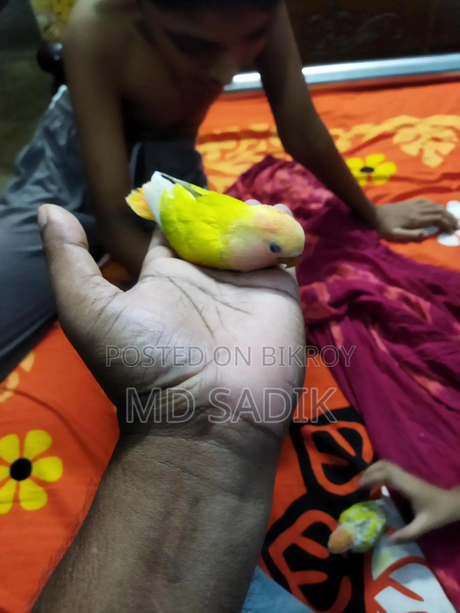 Cockatiel Baby