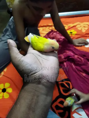 Cockatiel Baby