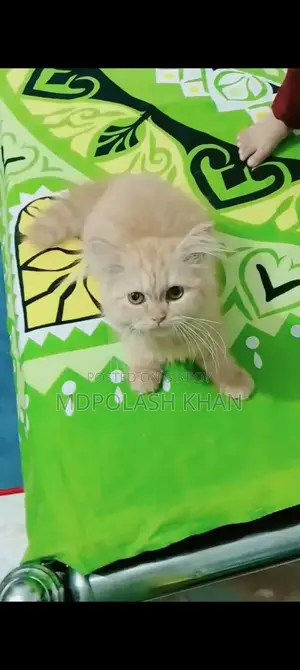 Persian Cat (Female)
