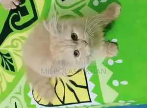 পার্শিয়ান বিড়াল ফিমেল