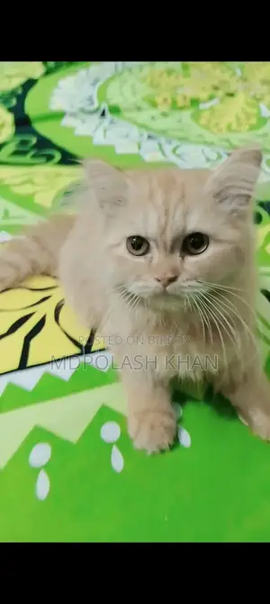 পার্শিয়ান বিড়াল ফিমেল