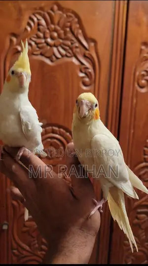 Tamed Cockatiel