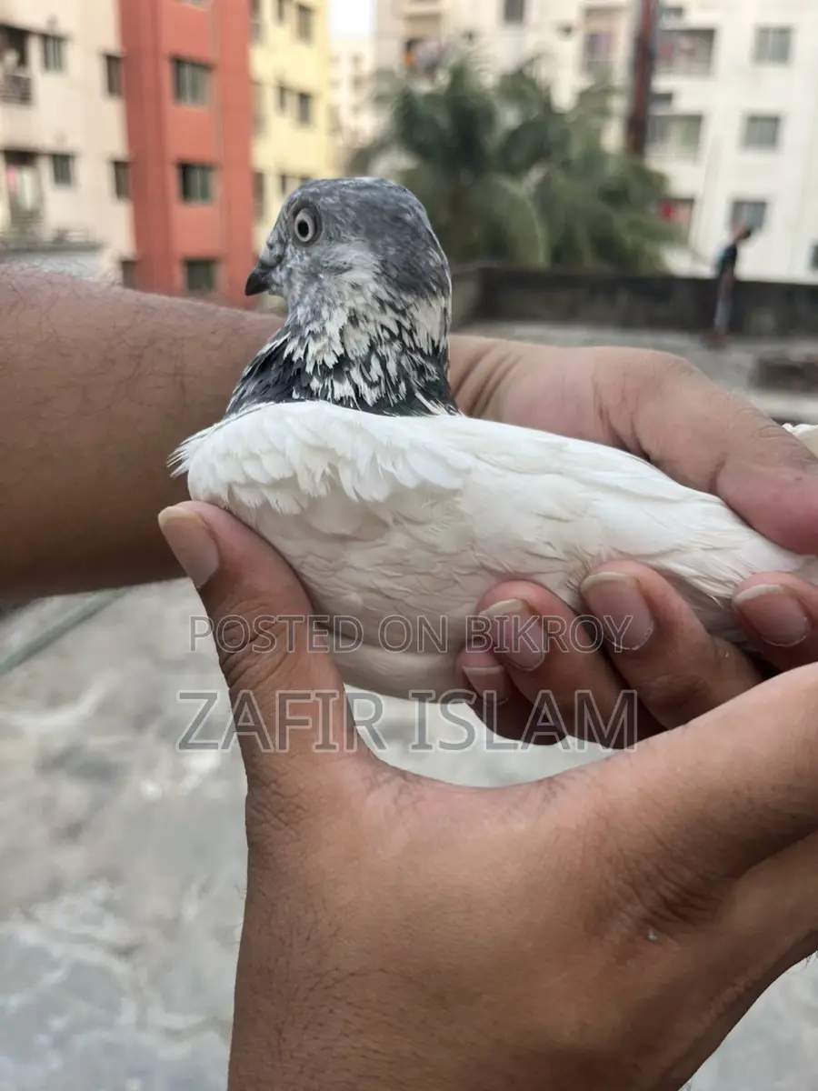বুদাপেস্ট রানিং ফিমেল