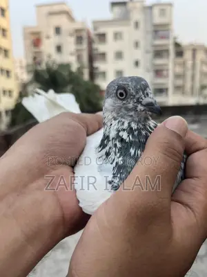 বুদাপেস্ট রানিং ফিমেল