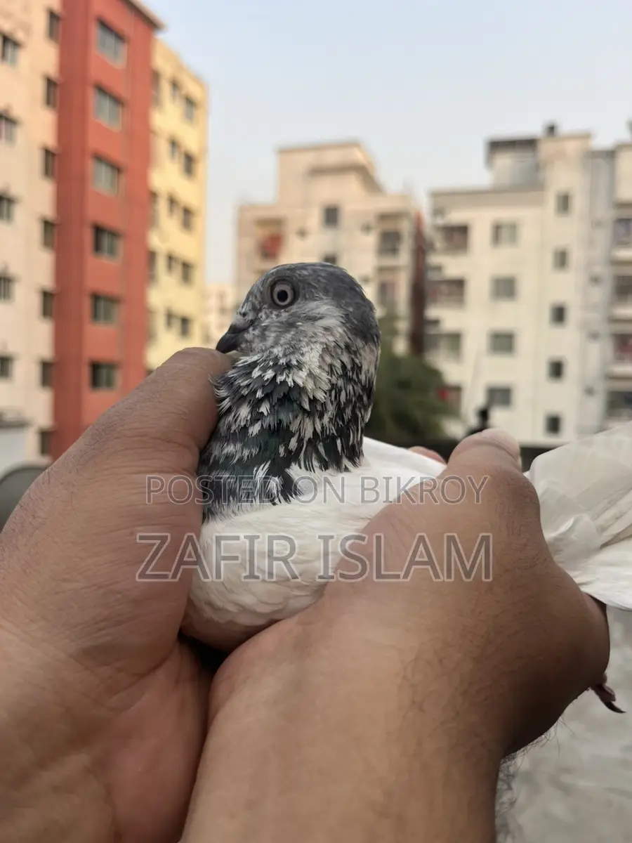 বুদাপেস্ট রানিং ফিমেল