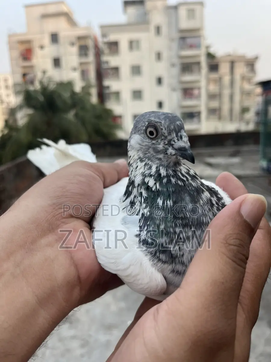 বুদাপেস্ট রানিং ফিমেল