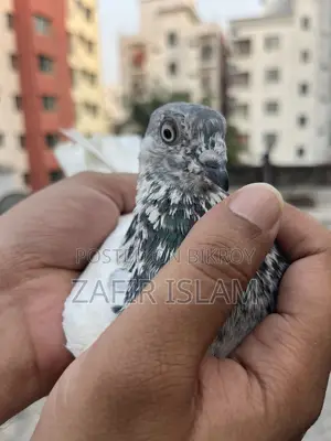 বুদাপেস্ট রানিং ফিমেল