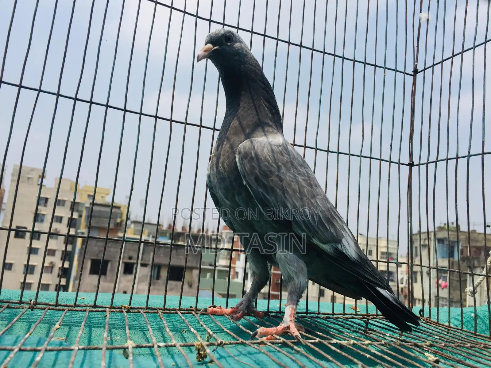 4 Green-Throated Pigeons for Sale.