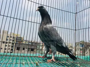 ৪ টি সবুজগলা কবুতর বিক্রয় হবে।