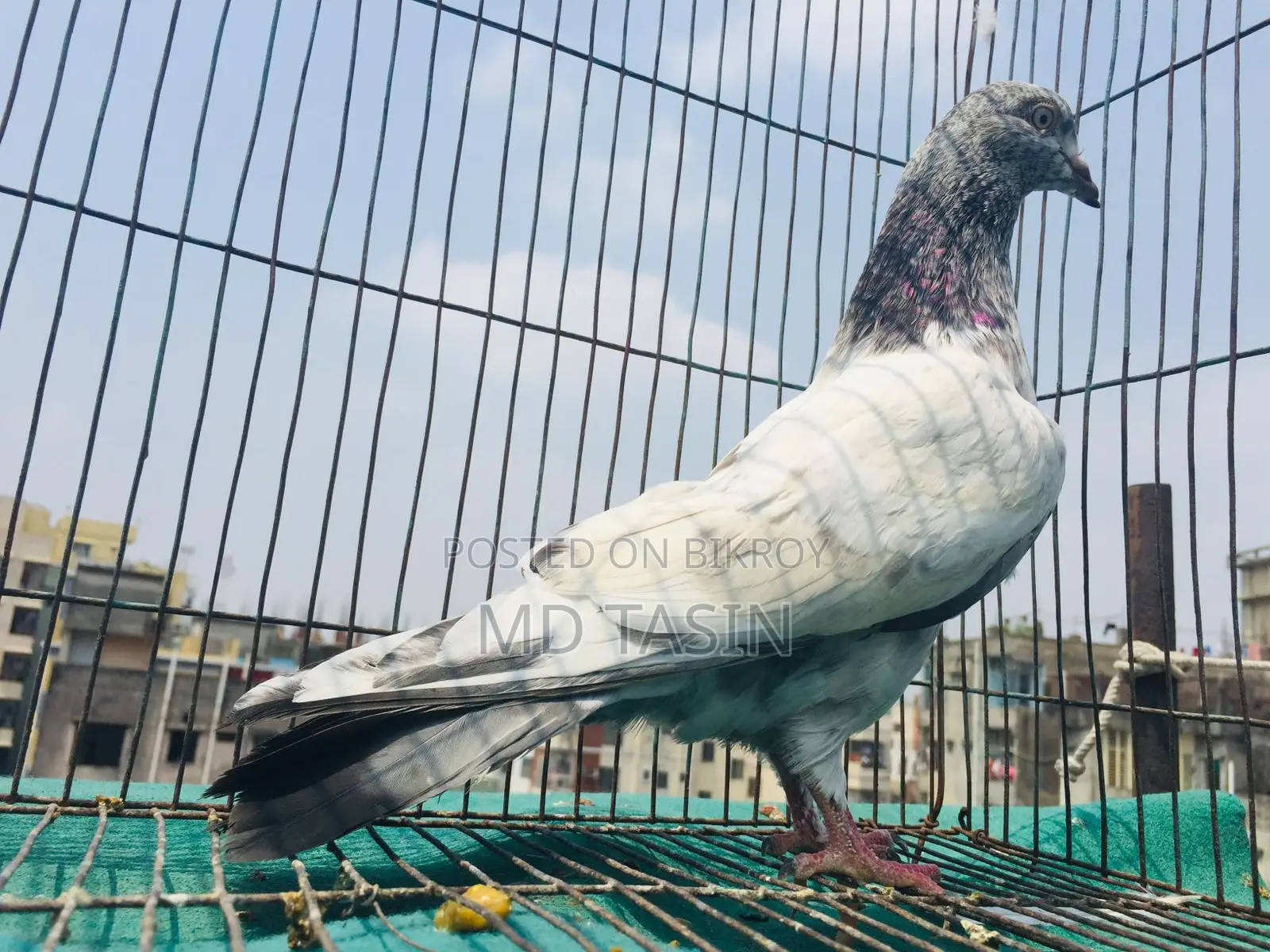 4 Green-Throated Pigeons for Sale.