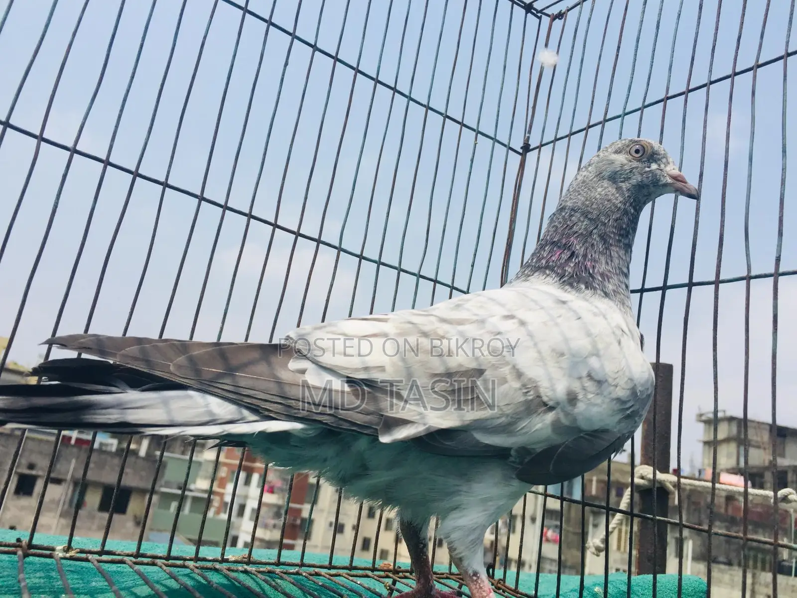 4 Green-Throated Pigeons for Sale.