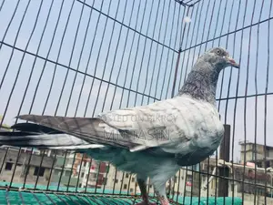 4 Green-Throated Pigeons for Sale.