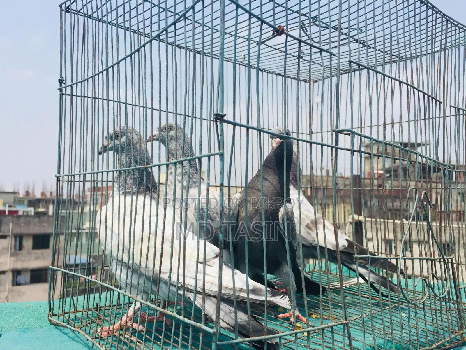 4 Green-Throated Pigeons for Sale.