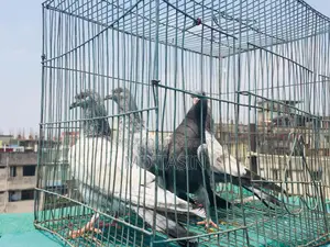 4 Green-Throated Pigeons for Sale.