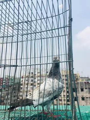 4 Green-Throated Pigeons for Sale.