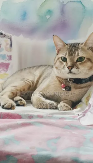 6-12 months Male Mixed Breed American Bobtail
