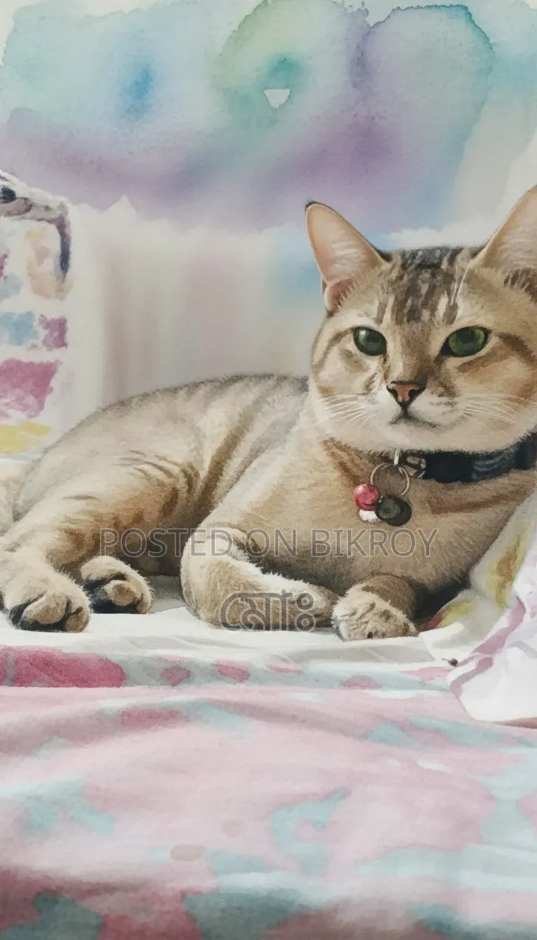 6-12 months Male Mixed Breed American Bobtail