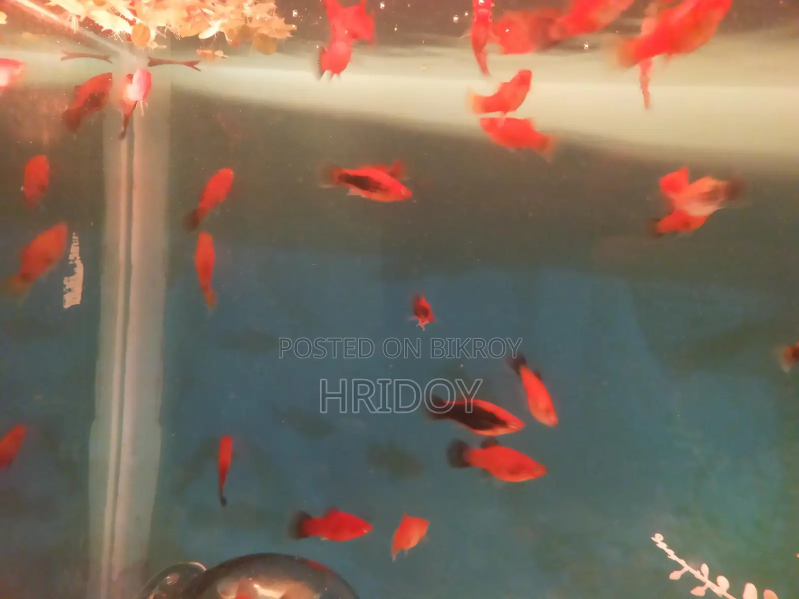 Platy Fish